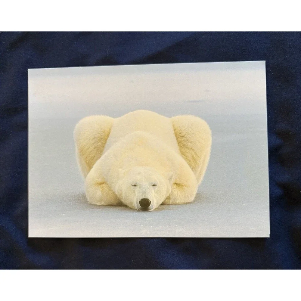 Generic Card with White Envelope and Blank Interior | Polar Bear design by EDF